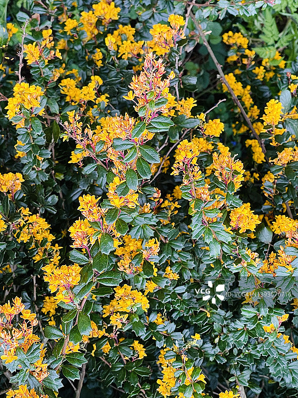 盛开的达尔文杏刺图片素材