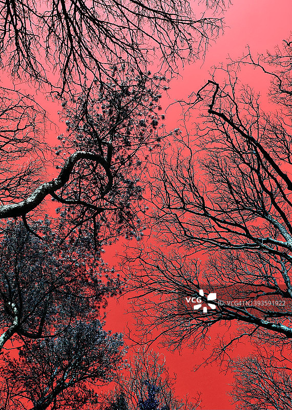 光秃秃的树木创意图片素材