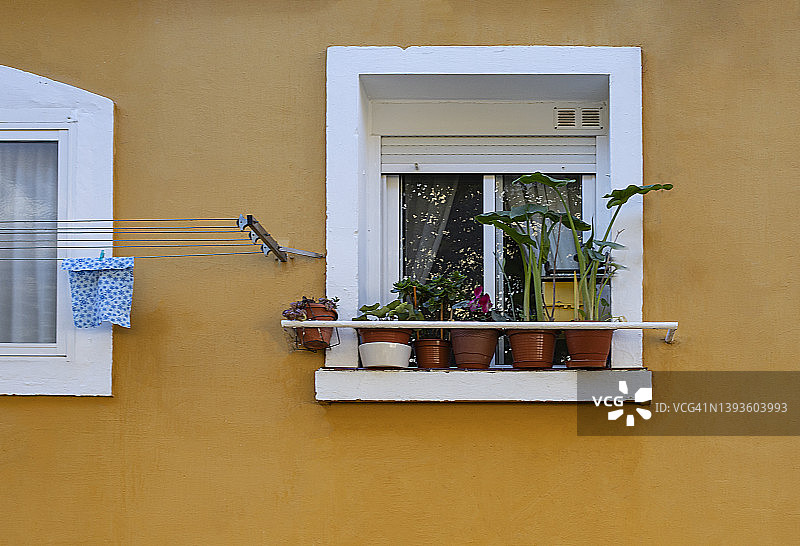 带植物的窗户图片素材