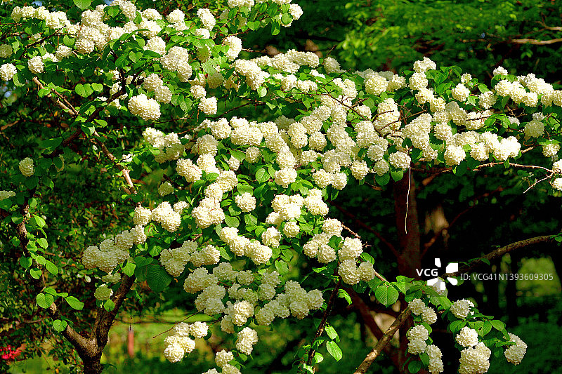 日本雪球绣球图片素材