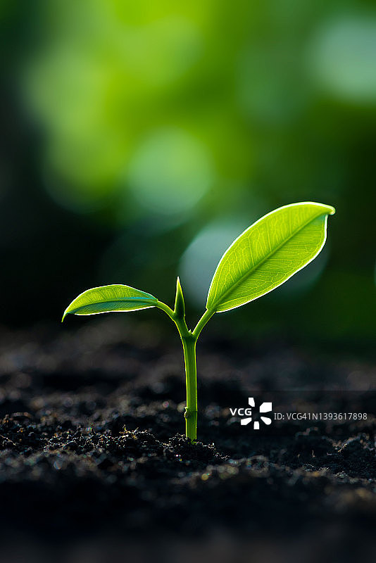 在土地上种植幼苗，美丽茂盛的森林（环境）图片素材