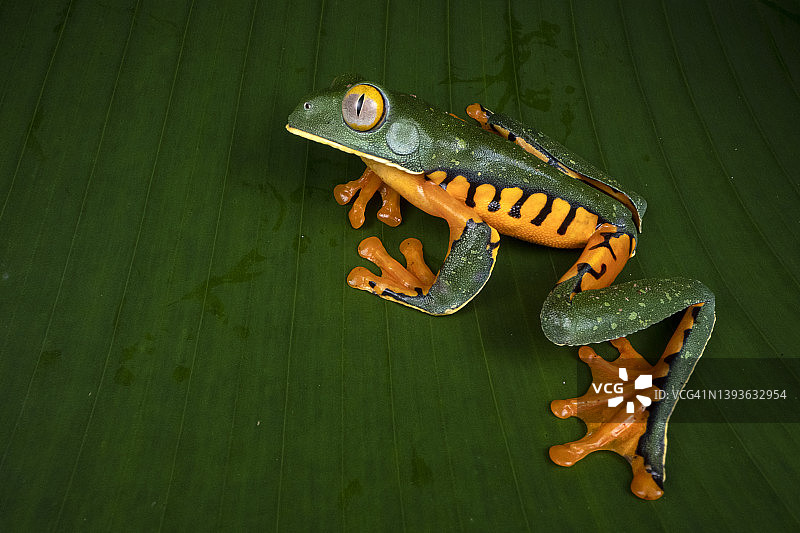 西尔维娅树蛙图片素材