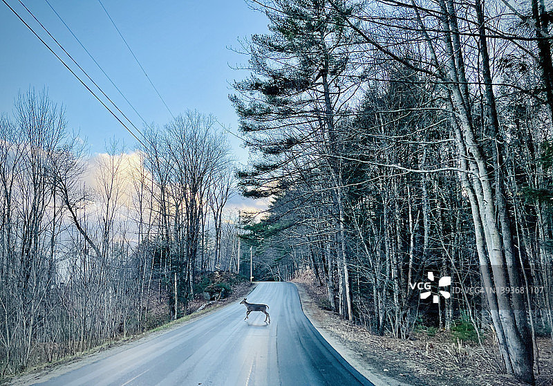 新罕布什尔州谢尔本春天，白尾鹿穿过马路图片素材