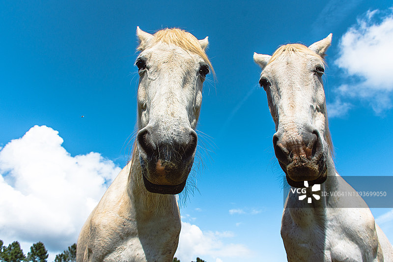 白色马匹特写图片素材