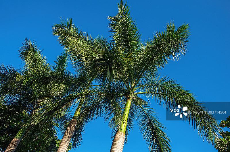蓝天下的三棵棕榈树图片素材