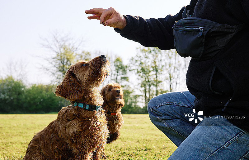 男人在田野里训练狗图片素材