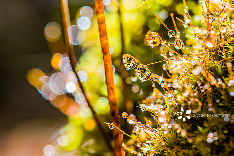 闪耀的雨滴：苔藓的孢子体图片素材