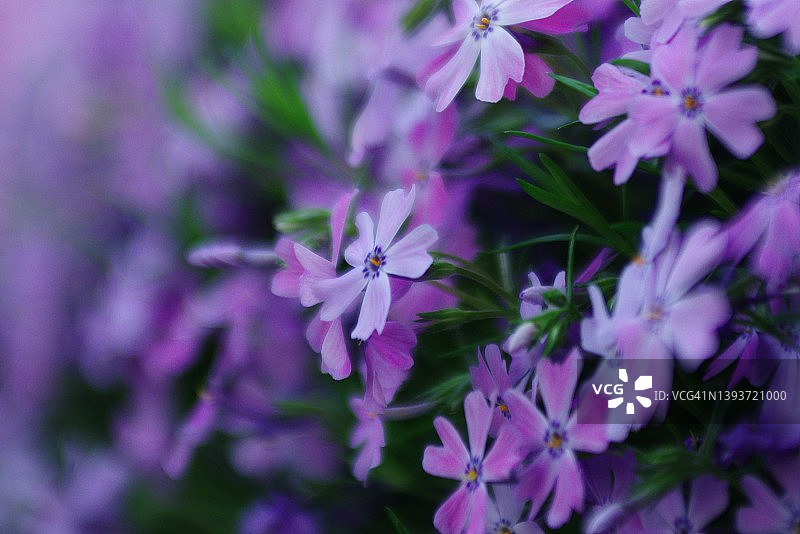 匍匐花葱图片素材