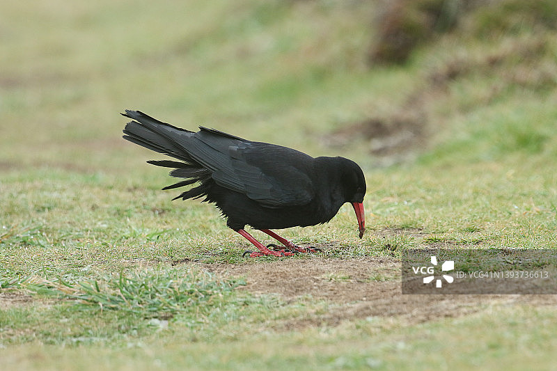 罕见的红嘴山鸦，Pyrrhocorax pyrrhocorax，在悬崖边缘的草地上觅食昆虫图片素材