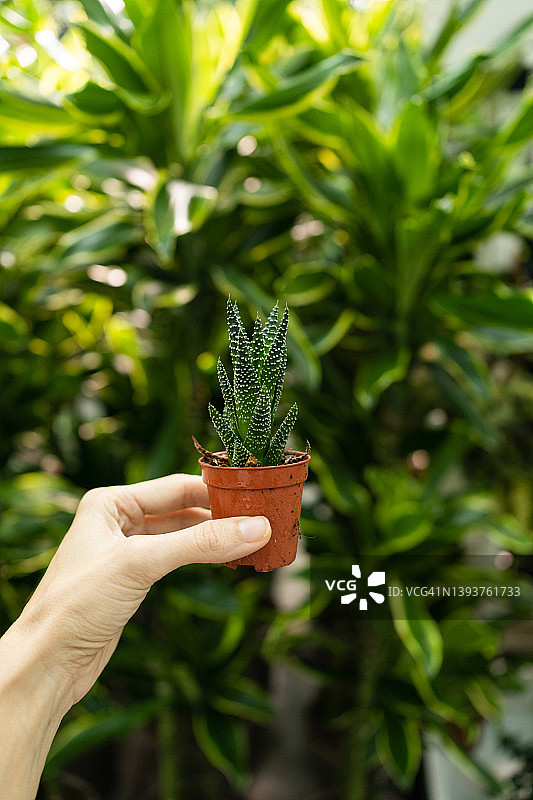 手持盆栽瓦苇特写图片素材