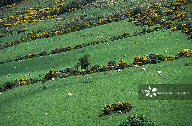 爱尔兰春季乡村风光图片素材