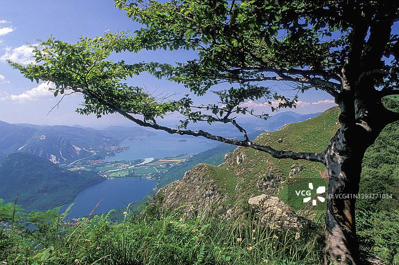 山中的山毛榉树图片素材