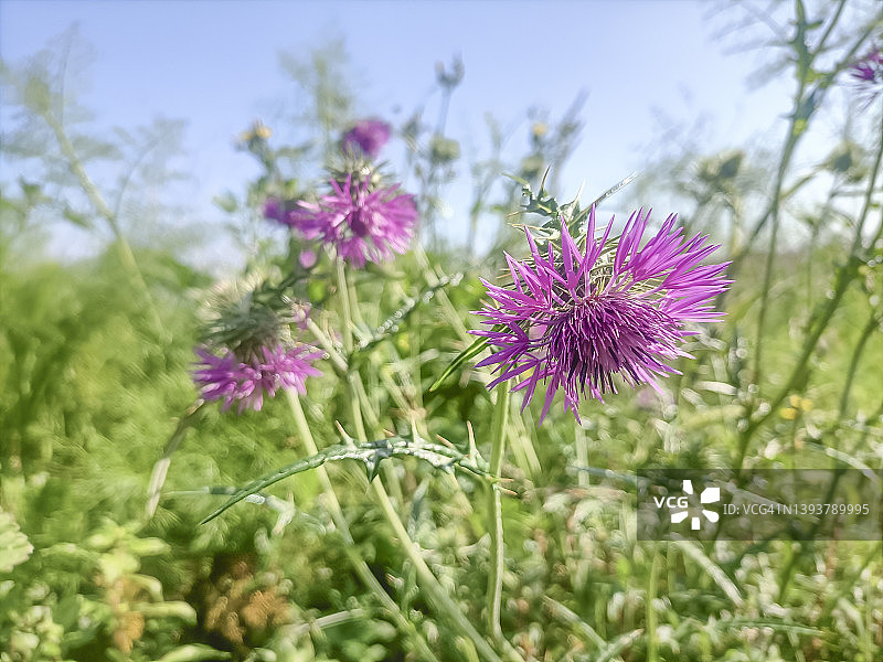 阳光明媚的田野里的紫色奶蓟（Galactites tomentosa）图片素材