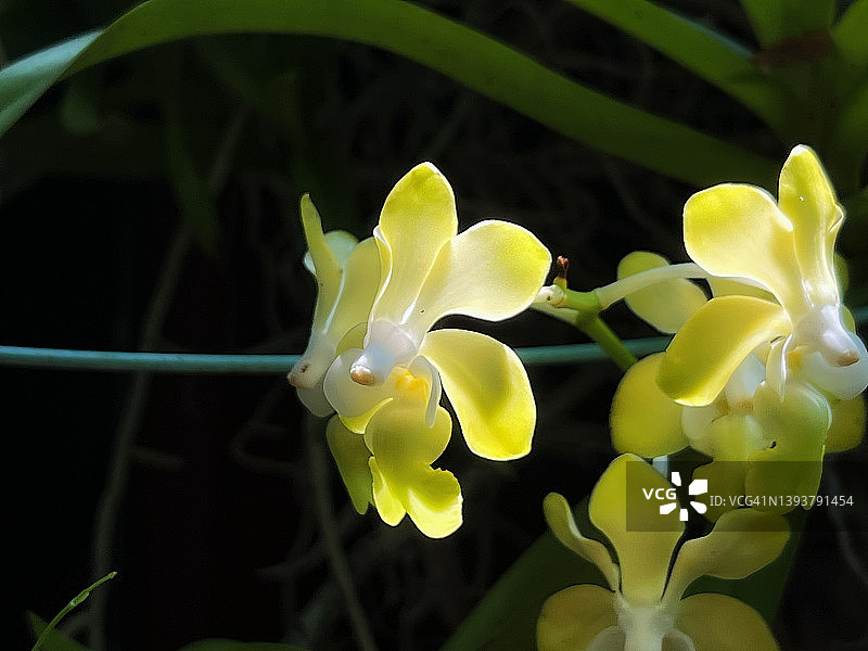 丹尼逊万代兰图片素材