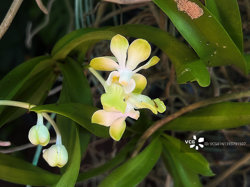 丹尼逊万代兰图片素材