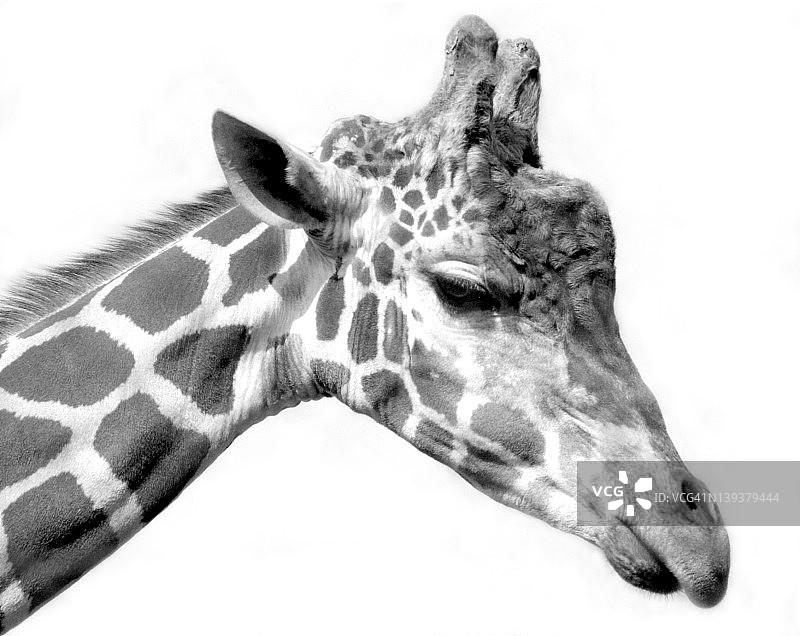 长颈鹿图片素材