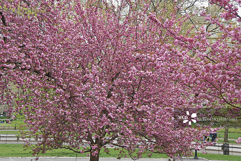 纽约市中央公园的粉色樱花树照片，拍摄于2022年4月25日星期一图片素材