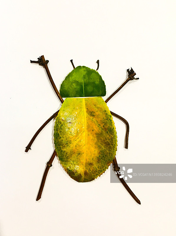 用树叶和树枝制成的甲虫图片素材