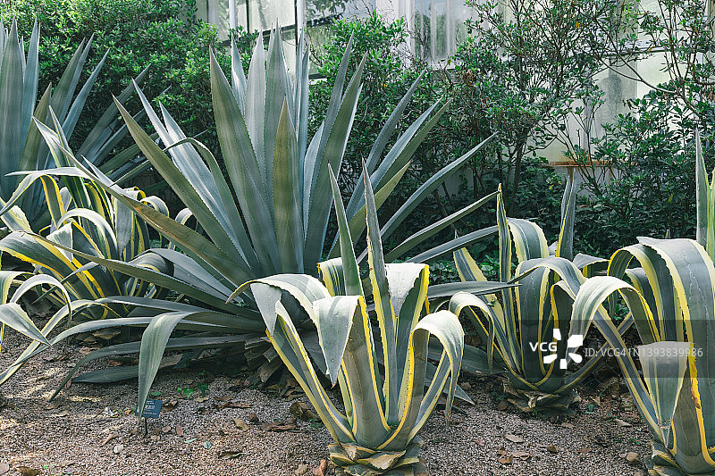 龙舌兰图片素材