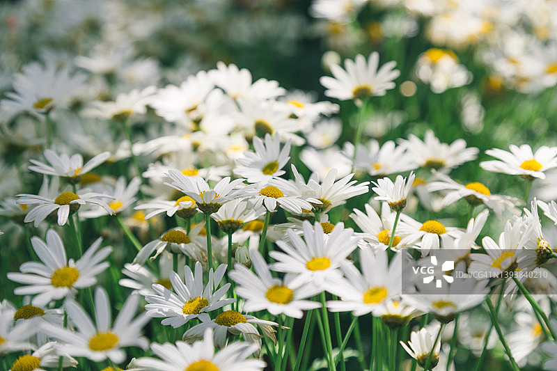 白色的雏菊图片素材