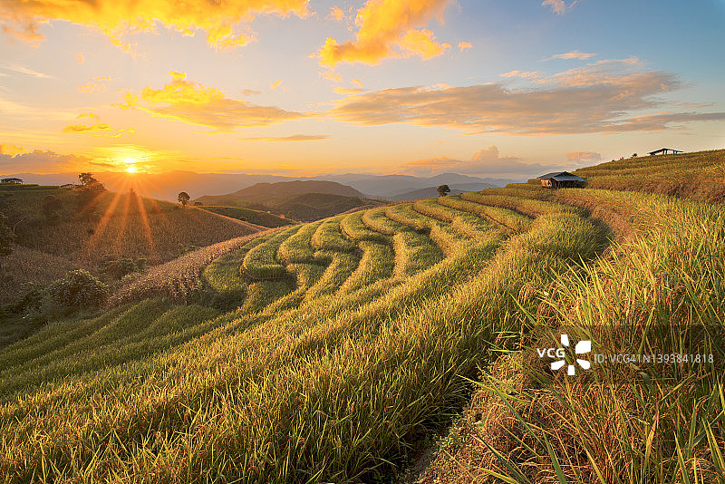 日落时分成熟的稻田和天空背景图片素材