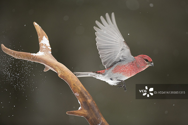 松雀雄鸟从驯鹿角上起飞图片素材