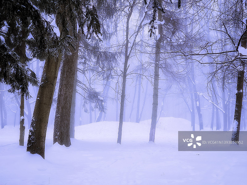 白雪皑皑的森林中的美丽冬雾图片素材