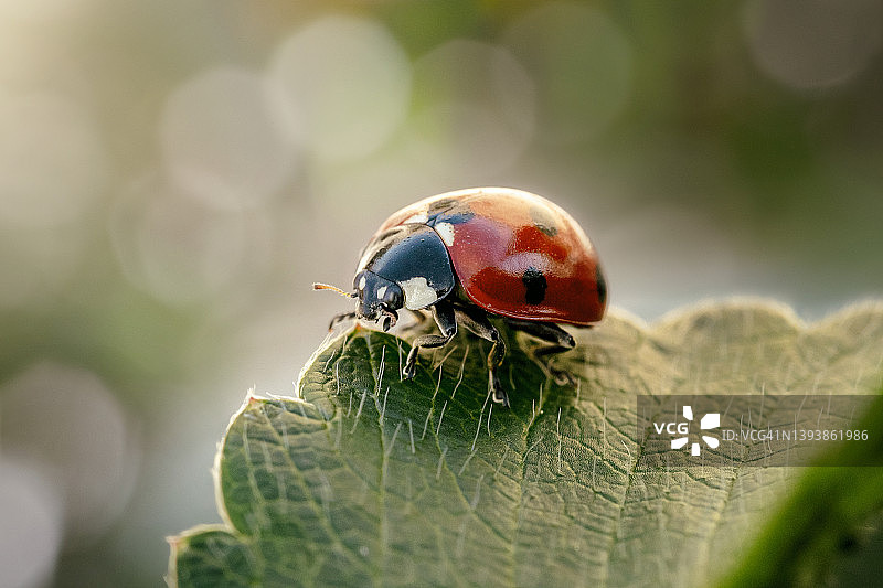 自然中的瓢虫图片素材