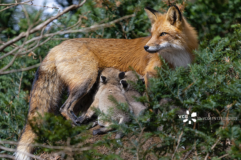 野外红狐：母狐喂幼崽图片素材