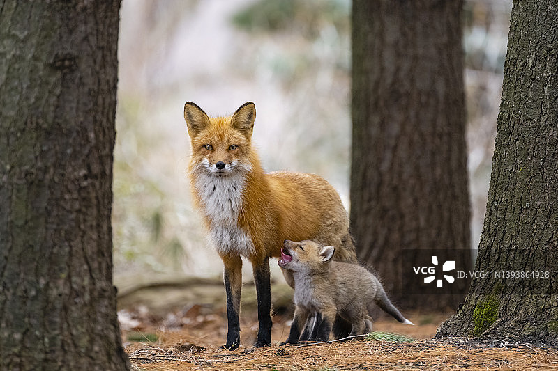 野外红狐：母狐喂幼崽图片素材