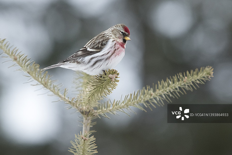 栖息在白云杉上观看的北朱雀雄鸟图片素材