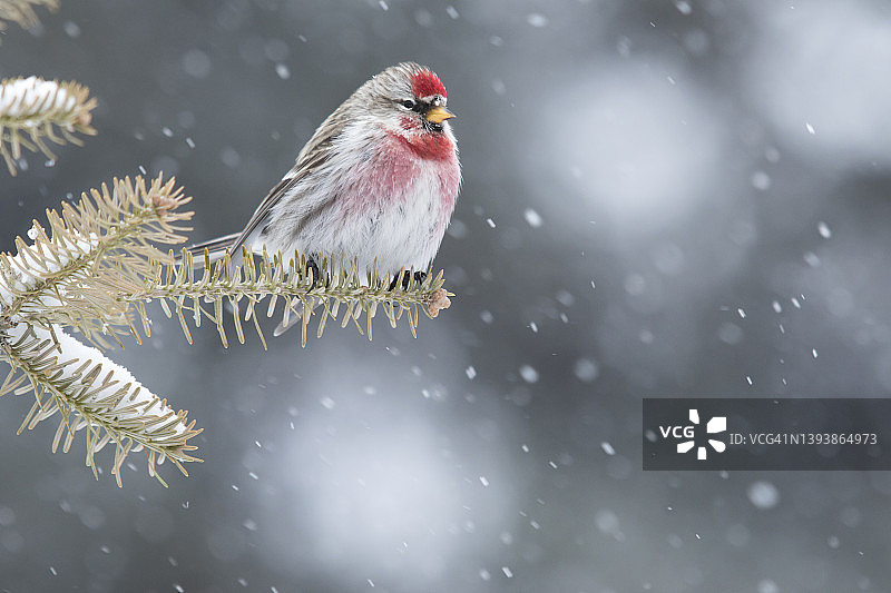 雪中栖息在白云杉上的红色北极雀（雄性）图片素材