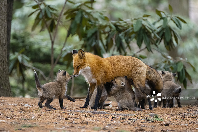 野外红狐：母狐喂幼崽图片素材