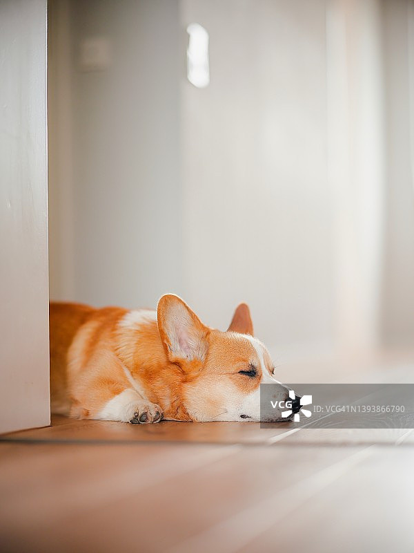 在德国享受春天的彭布罗克威尔士柯基犬，名叫本吉图片素材