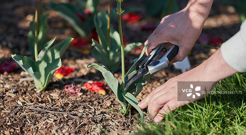 郁金香修剪图片素材