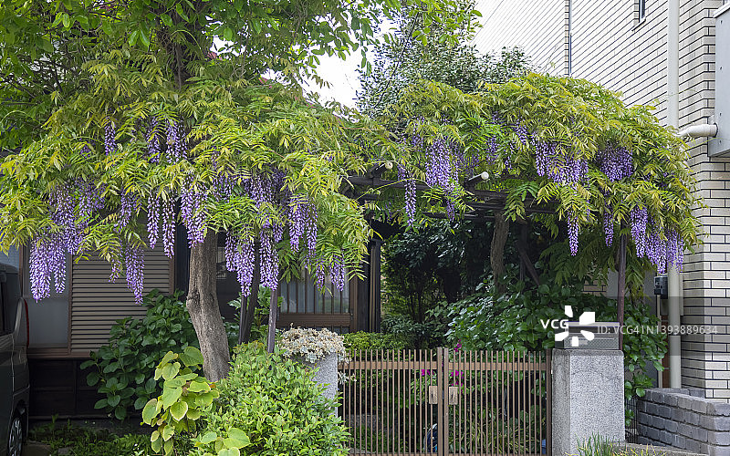前院的日本紫藤图片素材
