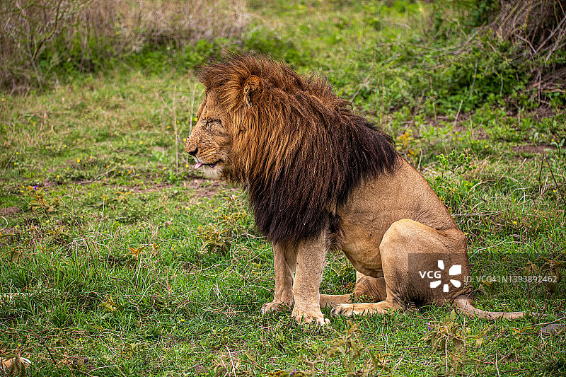 坦桑尼亚恩戈罗恩戈罗火山口保护区的狮子图片素材