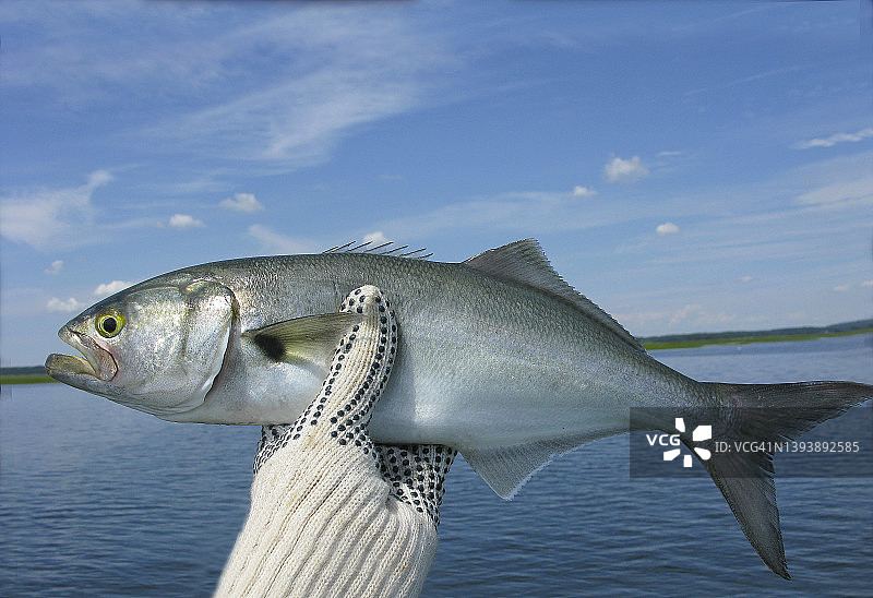 刚捕获的活青鱼图片素材