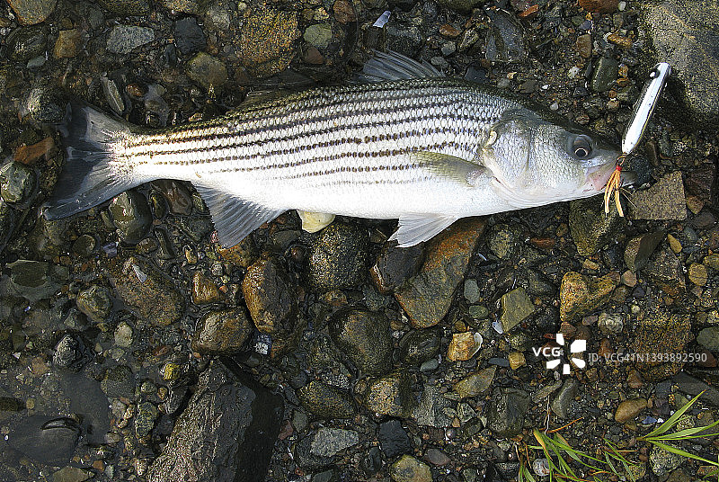 在湿石上捕获条纹鲈鱼图片素材