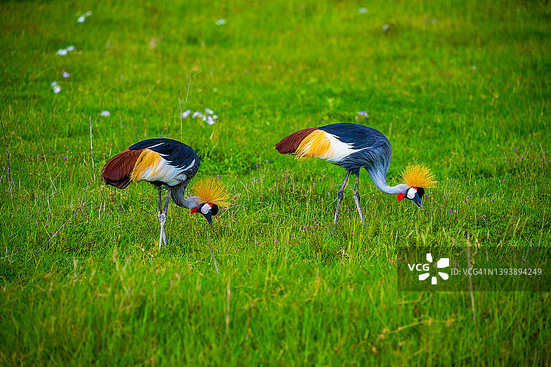 坦桑尼亚恩戈罗恩戈罗火山口保护区的灰冠鹤图片素材