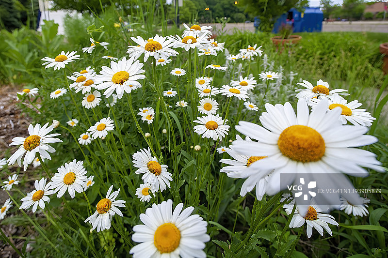 洋甘菊花图片素材
