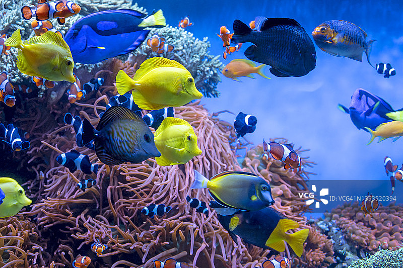 珊瑚礁水族馆中的热带鱼图片素材