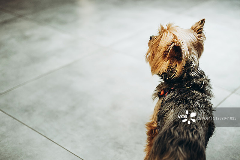 约克夏梗犬在地砖上图片素材