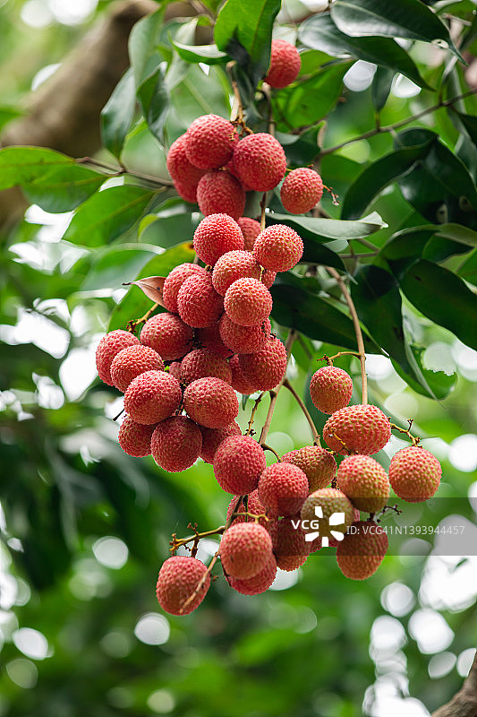 新鲜荔枝图片素材
