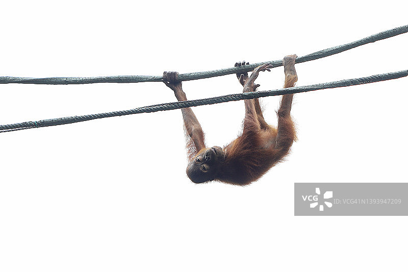 挂在绳子上凝视的幼年猩猩图片素材