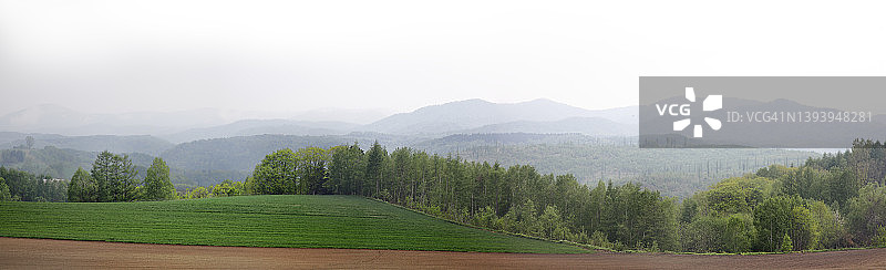 夏季美瑛农场的宁静景色，树木林立图片素材