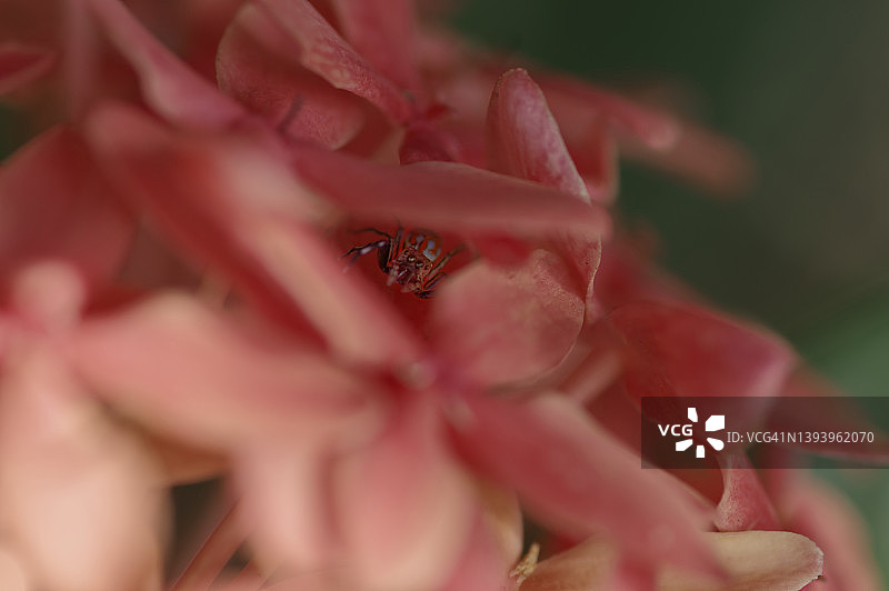 隐藏在花丛中的蜘蛛图片素材