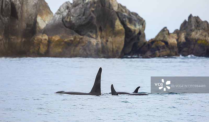 虎鲸家族图片素材