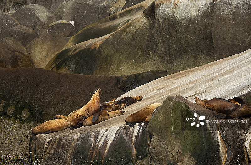 在岩石上休息的海狮图片素材