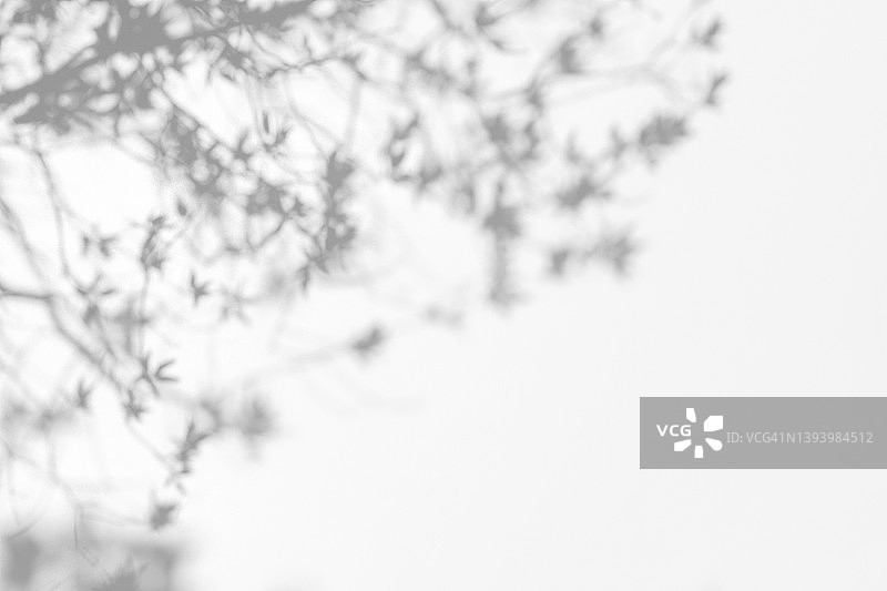 白色墙壁上树枝和树叶的影子图片素材